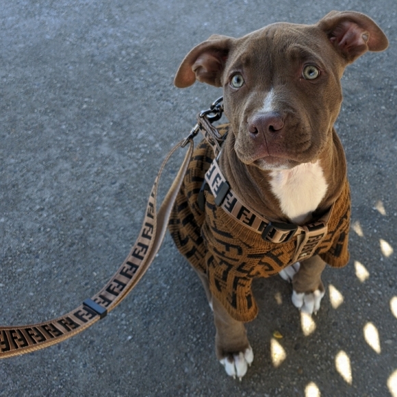 Fendi FF Luxuy Designer Dog Pet Harness and Leash set S/M fendi NWOT - Picture 5 of 6